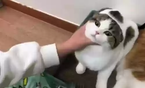 猫咪克星阵容(猫咪怕什么东西)插图4