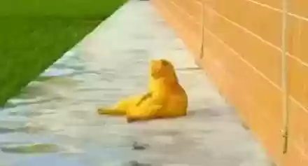猫猫玄学阵容(猫之城t0阵容)插图26