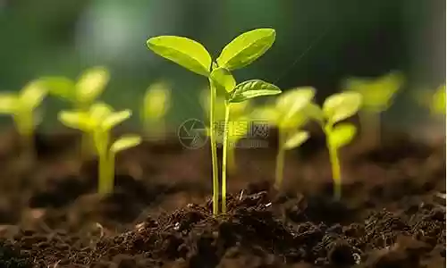 生根发芽阵容搭配