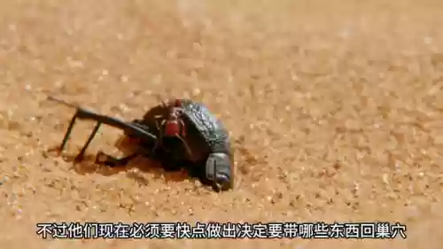 沙漠蚂蚁阵容(蚁族崛起最强阵容推荐)插图1
