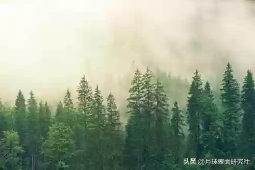 狮子月亮阵容(云顶之弈最新阵容)插图1
