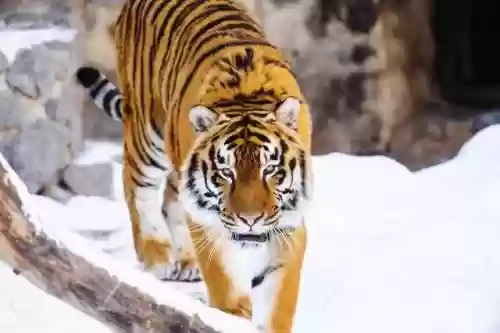 公牛阵容扑虎(公牛巅峰时期阵容)插图1