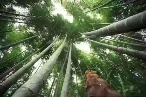 清乐竹林阵容(阴阳师单体阵容)插图2