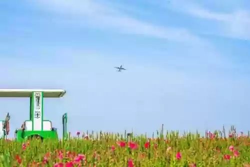 空港花田阵容(空港花田需要门票吗)插图17