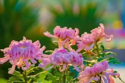 通天菊花阵容(修罗鬼童丸阵容搭配)