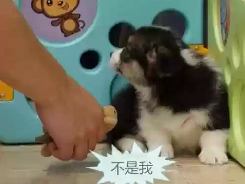 狗狗龟阵容(咸鱼之王考验癫癫蛙阵容推荐)插图1