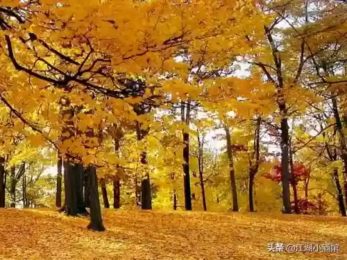 金陵刺客阵容(9刺客阵容)插图14