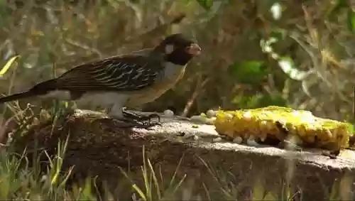 玉米熊阵容(三国志战略版飞熊骑TO阵容)插图1