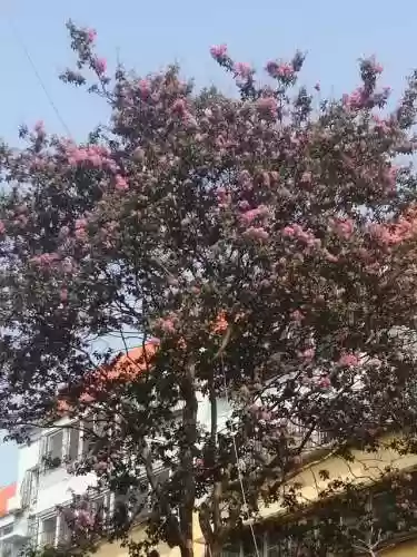 混沌伏牛阵容(混沌之塔最快通关阵容)插图4