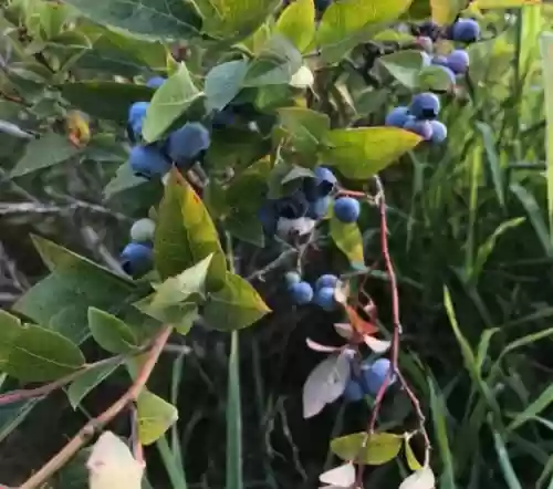 红椒映雪阵容(椒图反击流阵容过秘闻)插图7