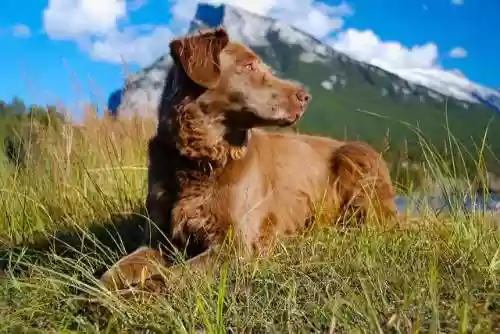 水上犬阵容(中型犬一天喝多少水)插图3