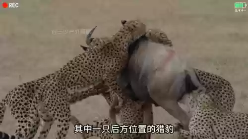 猎豹捕猎阵容(动物自走棋阵容推荐)插图1