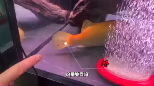 变异大眼阵容(风暴之眼最强阵容搭配)