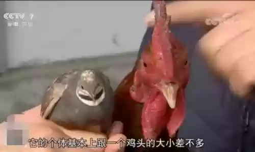 米利虫子阵容(米拉奇战记阵容推荐)插图28