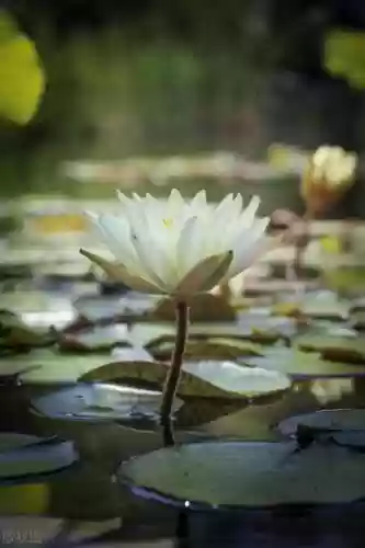莲花任务阵容(缘结神阵容搭配pve)