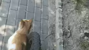 猫猫玄学阵容(猫之城t0阵容)插图32