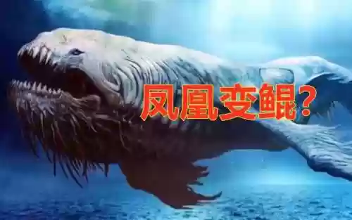 墨凤凰阵容(黑凤凰才不是大墨迹是谁)插图6 墨凤凰阵容(黑凤凰才不是大墨迹是谁)插图6
