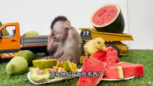 鳄鱼猴子阵容(几何王国猴子阵容搭配)