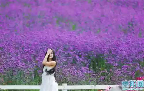 云顶花海阵容(云顶最新阵容搭配全部图)插图3