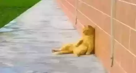 猫猫玄学阵容(猫之城t0阵容)插图28