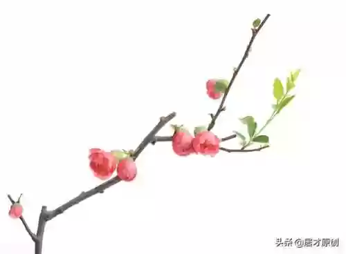 12章阵容(最新最强12本阵型大全链接)插图2
