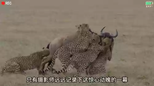 猎豹捕猎阵容(动物自走棋阵容推荐)插图2