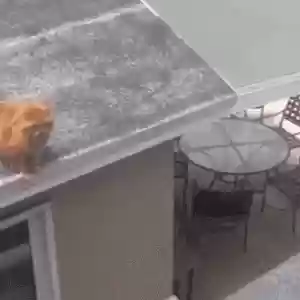 猫猫玄学阵容(猫之城t0阵容)插图14
