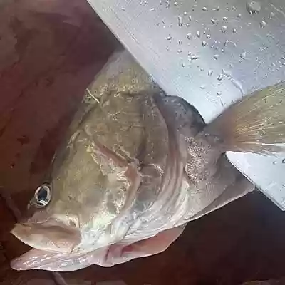 松鼠鳜鱼阵容(食物语松鼠鳜鱼最强阵容搭配)插图2