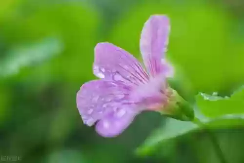 温顺动物阵容(动物自走棋阵容推荐)插图1