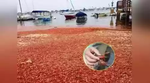 全员窃贼阵容(魂十一阵容大全)插图6