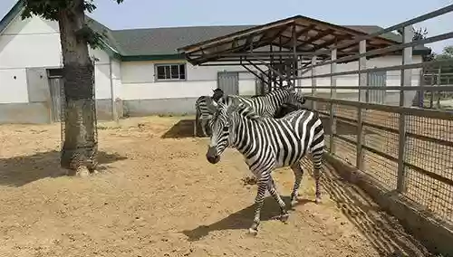 临沂斑马阵容(云顶之弈最新阵容人马)插图1