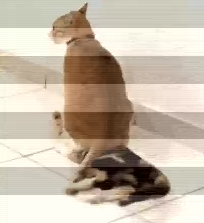 猫猫玄学阵容(猫之城t0阵容)插图11