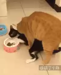 猫猫玄学阵容(猫之城t0阵容)插图8