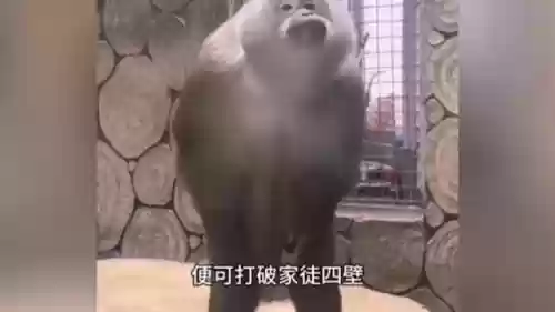 超模猴子阵容(剑与远征英雄阵容搭配)