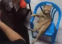 猫猫玄学阵容(猫之城t0阵容)插图34
