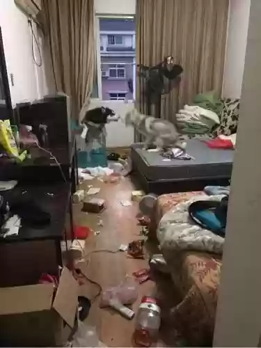 哈士奇拆迁阵容(哈士奇把你当主人表现)插图2