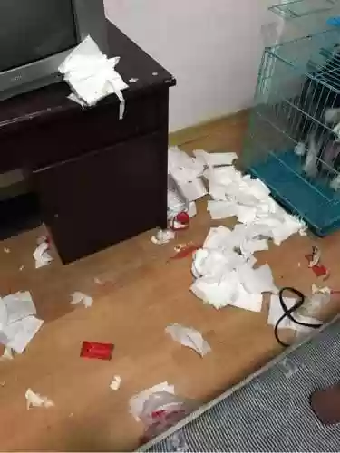 哈士奇拆迁阵容(哈士奇把你当主人表现)插图1