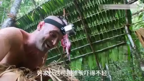 42刺鼠阵容(424阵型的克星)插图4