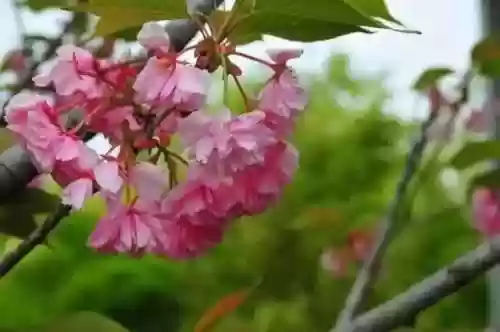 清乐竹林阵容(阴阳师单体阵容)插图11