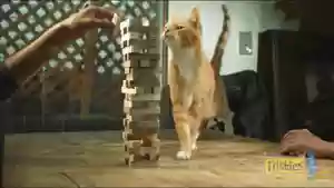 猫猫玄学阵容(猫之城t0阵容)插图18