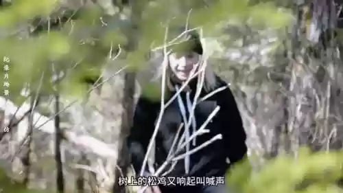 森林狩猎阵容(咆哮的野兽丛林5阶稳定阵容)插图2