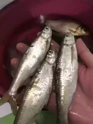 钓鲫鱼阵容(鲫鱼饵料排行榜第一名)插图13