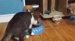 猫猫玄学阵容(猫之城t0阵容)插图7