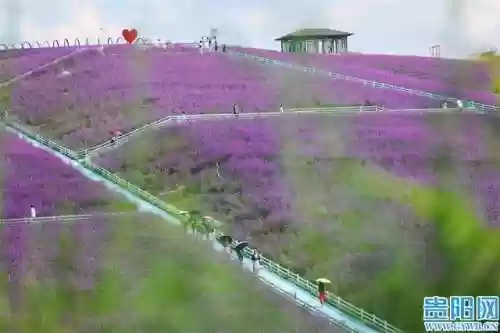 云顶花海阵容(云顶最新阵容搭配全部图)插图6