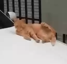 猫猫玄学阵容(猫之城t0阵容)插图16