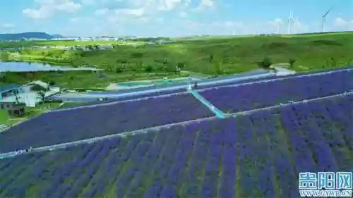 云顶花海阵容(云顶最新阵容搭配全部图)插图8
