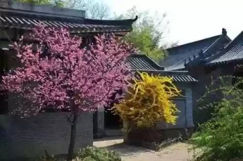 清乐竹林阵容(阴阳师单体阵容)插图5
