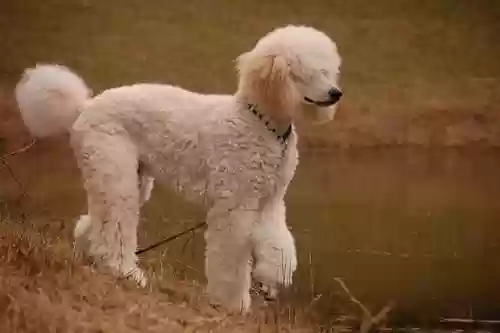 水上犬阵容(中型犬一天喝多少水)插图7