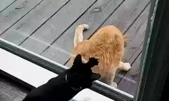 猫猫玄学阵容(猫之城t0阵容)插图10