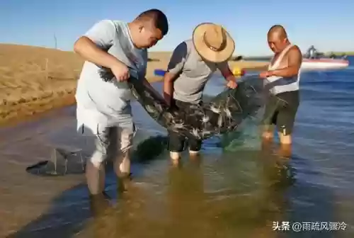 沙漠海洋阵容(海洋王国最强阵容搭配)插图6
